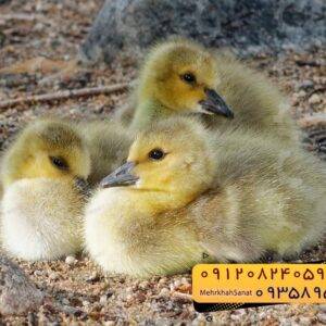 🐣🐣🐣 *جوجه غاز گوشتی*🐣🐣🐣